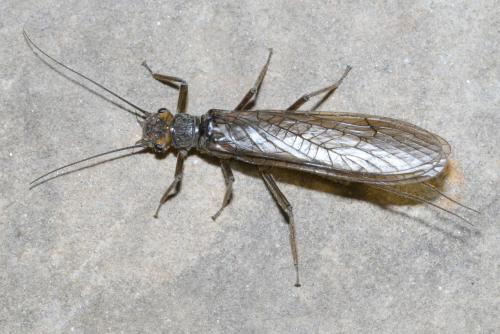 Réf. 209 144 : Perla sp.